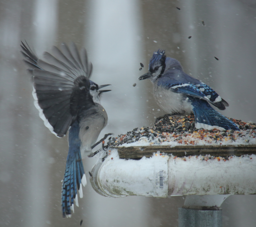 Birds